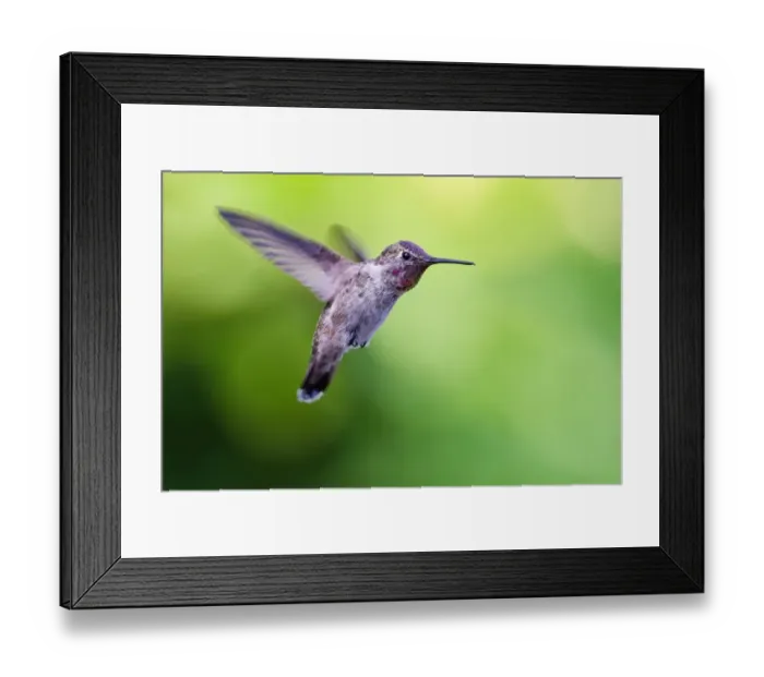 Framed Print : Annas Hummingbird Framed Print : Annas Hummingbird