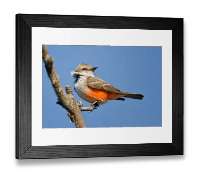 Framed Print : Vermilion Flycatcher