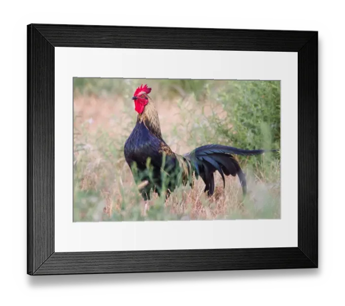Framed Print : Hen with comb Framed Print : Hen with comb
