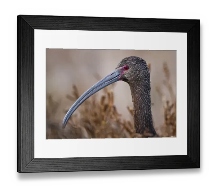 Framed Print : White-faced Ibis