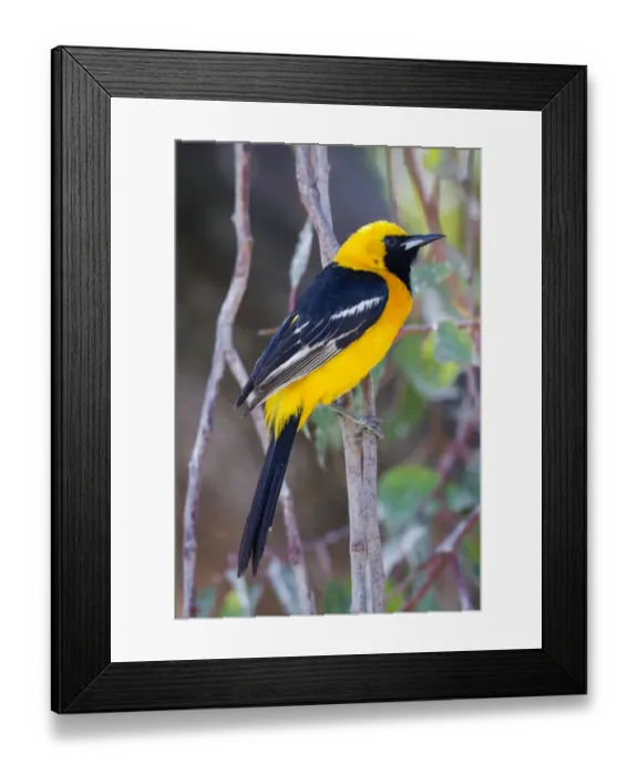 Framed Print : Hooded Oriole Framed Print : Hooded Oriole