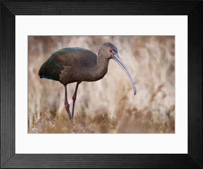 Framed Print : White-faced Ibis Framed Print : White-faced Ibis