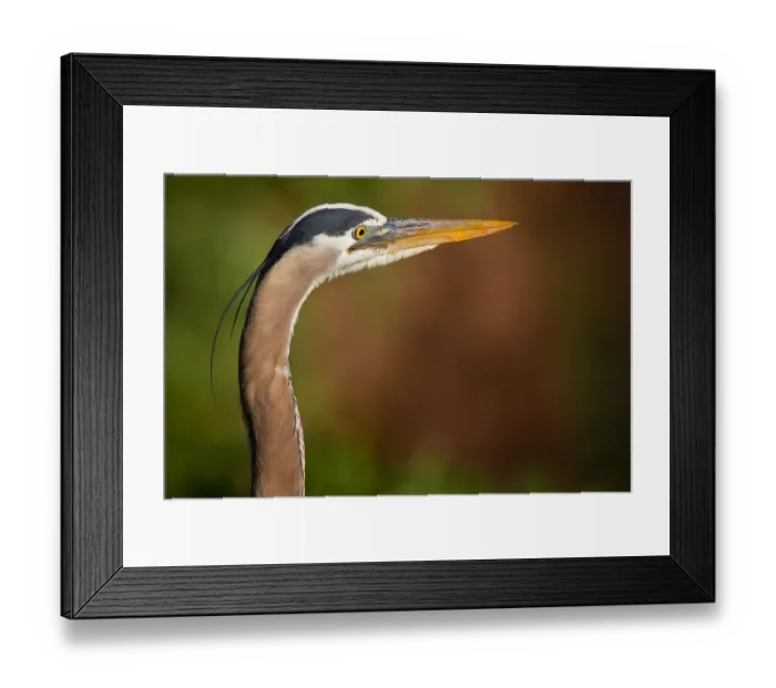Framed Print : Great Blue Heron Framed Print : Great Blue Heron