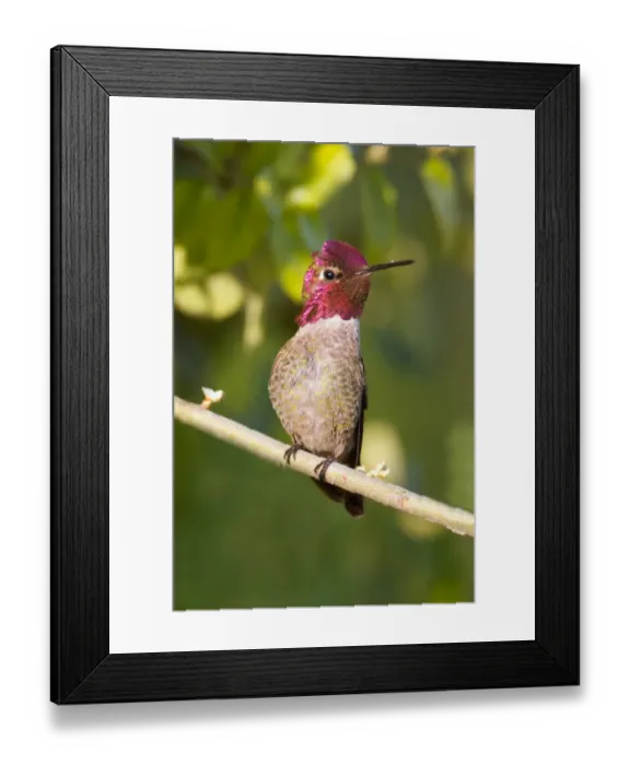 Framed Print : Annas Hummingbird Framed Print : Annas Hummingbird