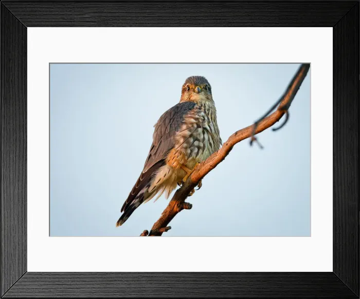 Framed Print : Eagle on tree Branch in Fremont