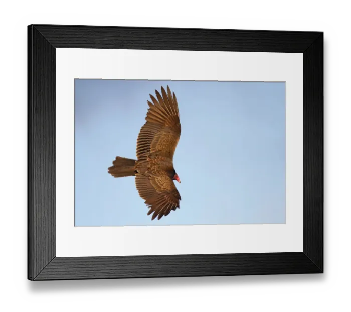 Framed Print : Vulture. Turkey Vulture on flight Framed Print : Vulture. Turkey Vulture on flight