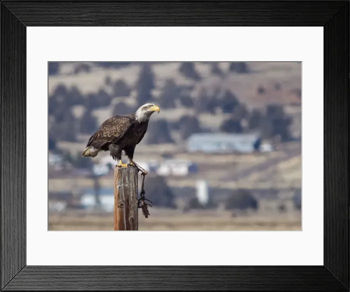 Framed Print : Eagle. Bald eagle sitting on branch of tree Framed Print : Eagle. Bald eagle sitting on branch of tree