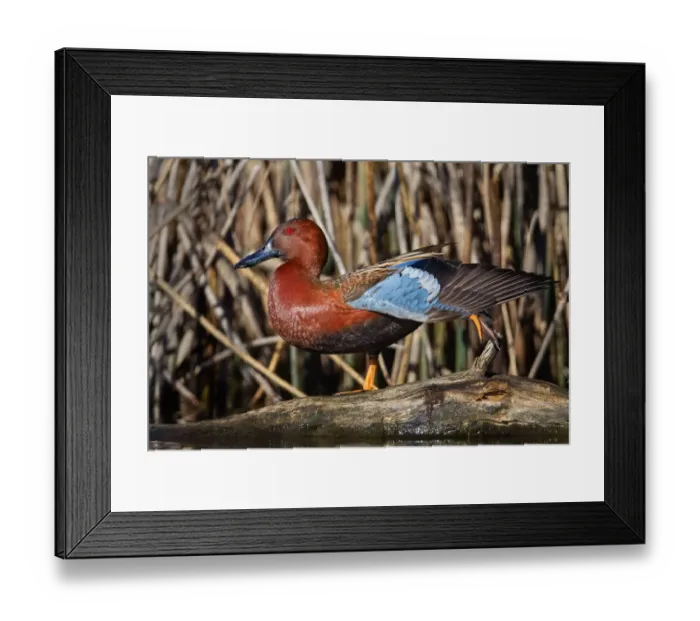 Framed Print : Cinnamon Teal