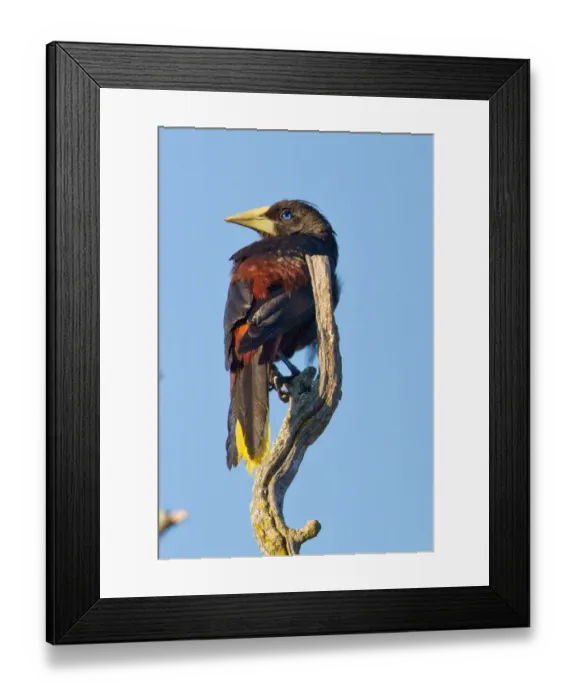 Framed Print : Oropendola
