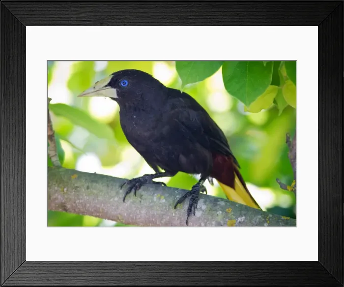 Framed Print : Crested Oropendola