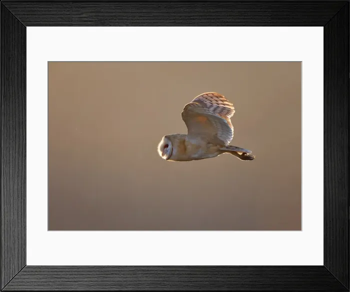 Framed Print : Barn Owl flying in mid air Framed Print : Barn Owl flying in mid air