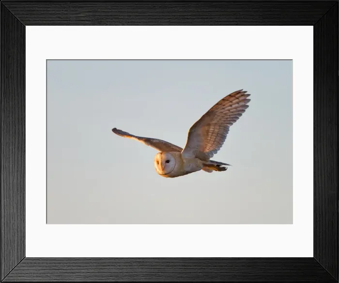 Framed Print : Barn Owl flying in clear sky Framed Print : Barn Owl flying in clear sky