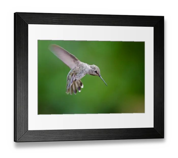 Framed Print : Annas Hummingbird Framed Print : Annas Hummingbird