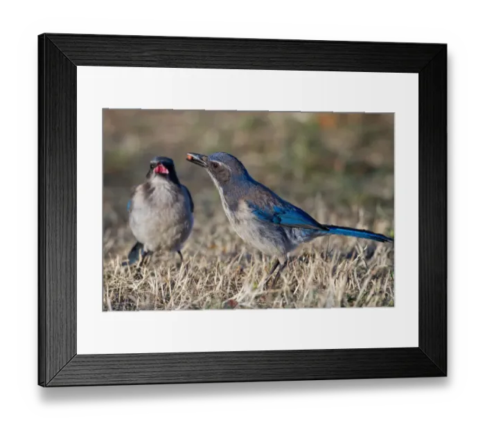 Framed Print : Scrub Jay on grass Framed Print : Scrub Jay on grass