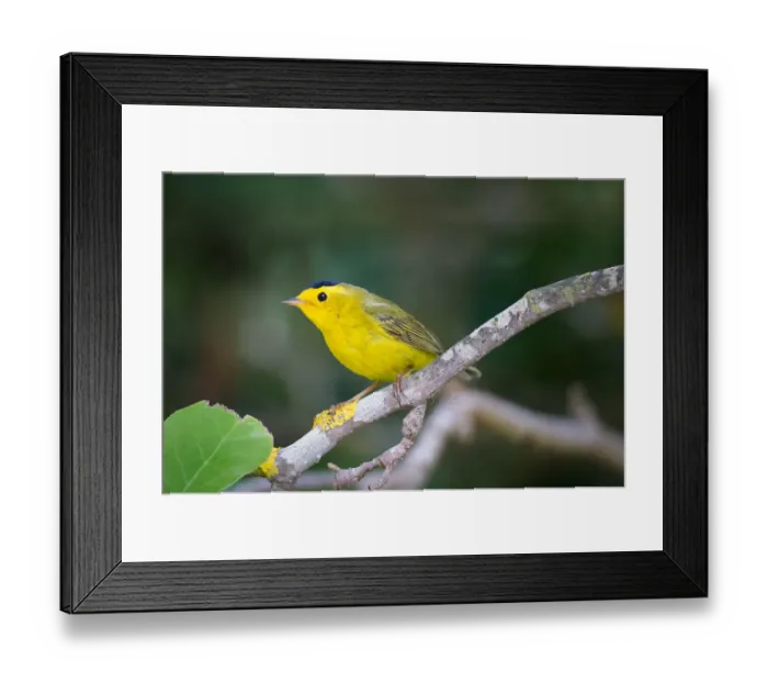 Framed Print : Wilson warbler Framed Print : Wilson warbler