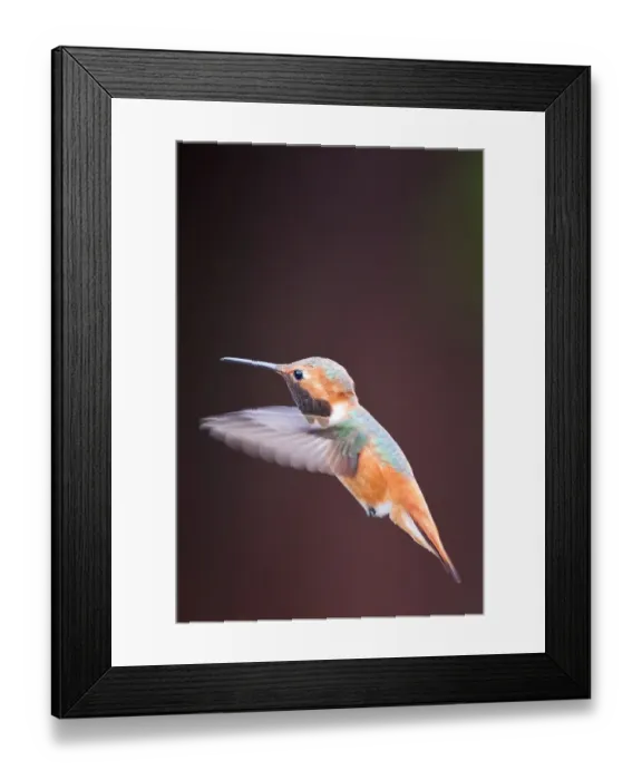 Framed Print : Hummingbird on flight Framed Print : Hummingbird on flight
