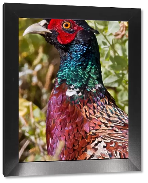 Ring-necked Pheasant (Male)