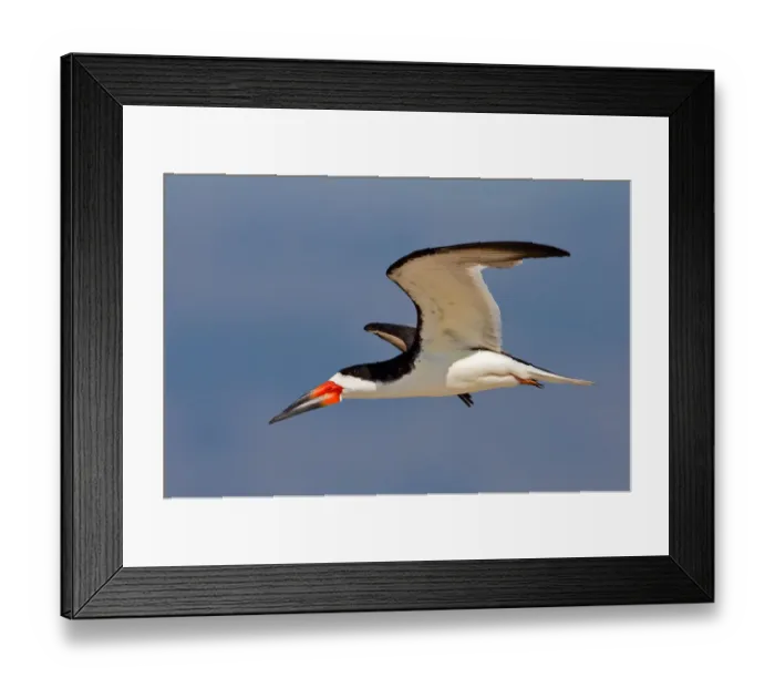 Framed Print : Black skimmer Framed Print : Black skimmer