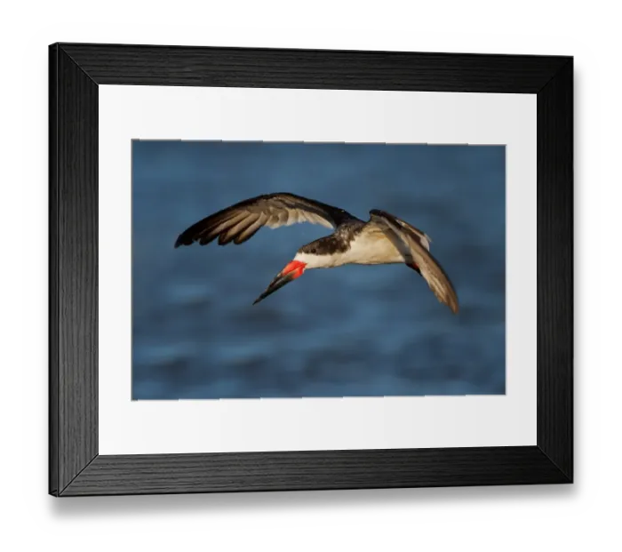 Framed Print : Black Skimmer Framed Print : Black Skimmer