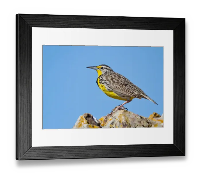 Framed Print : Western Meadowlark Framed Print : Western Meadowlark