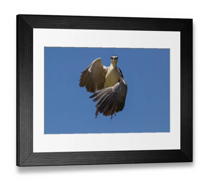 Framed Print : Black crowned night heron
