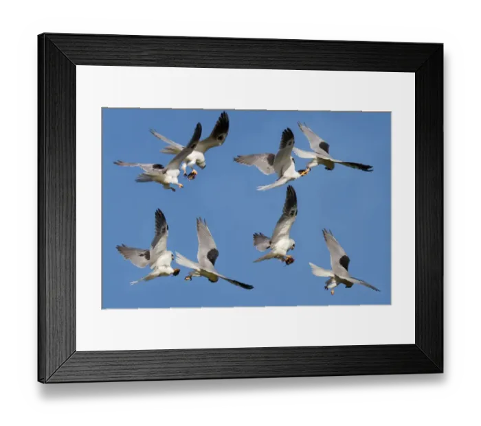 Framed Print : White tailed Kite food exchange