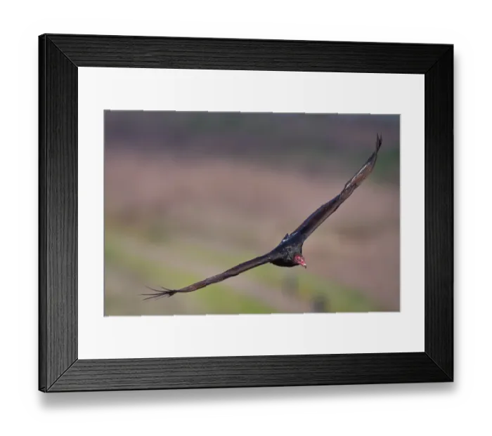 Framed Print : Vulture. Turkey vulture Framed Print : Vulture. Turkey vulture