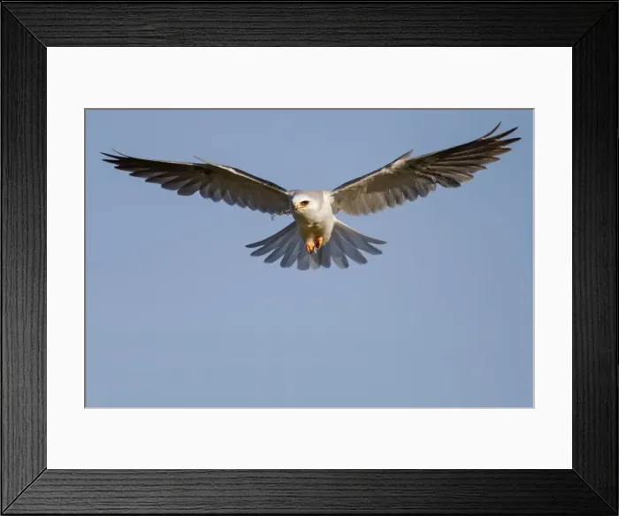 Framed Print : White-tailed Kite Framed Print : White-tailed Kite