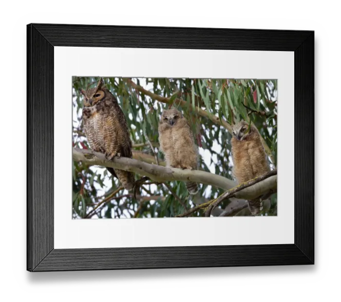 Framed Print : Great-horned Owl