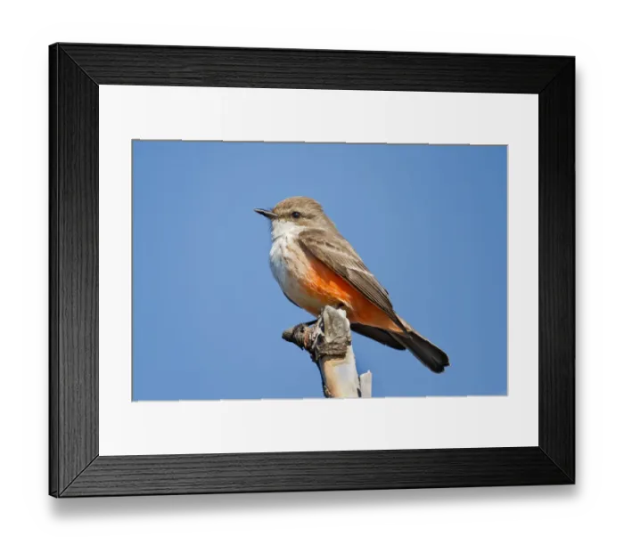 Framed Print : Red vermilion flycatcher Framed Print : Red vermilion flycatcher