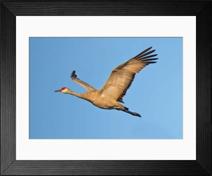 Framed Print : Sandhill bird Framed Print : Sandhill bird