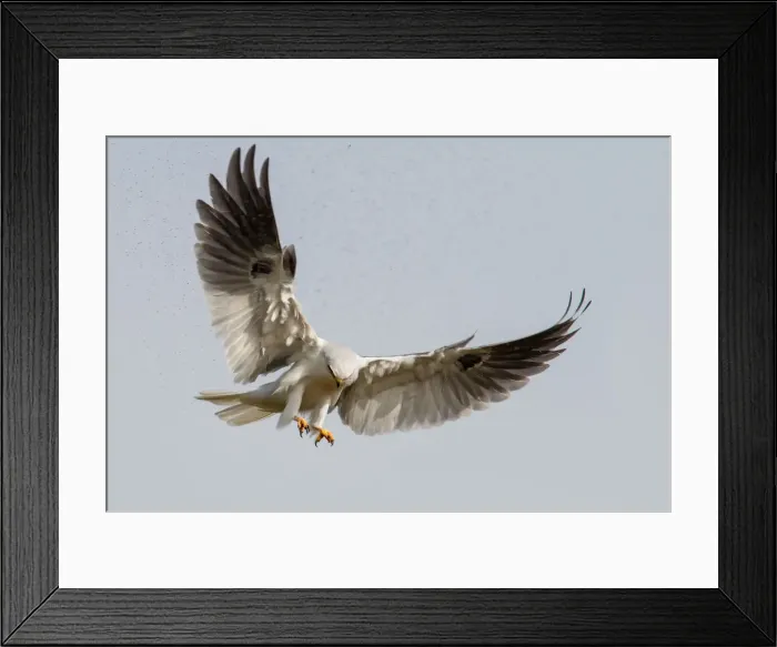 Framed Print : White tailed kite