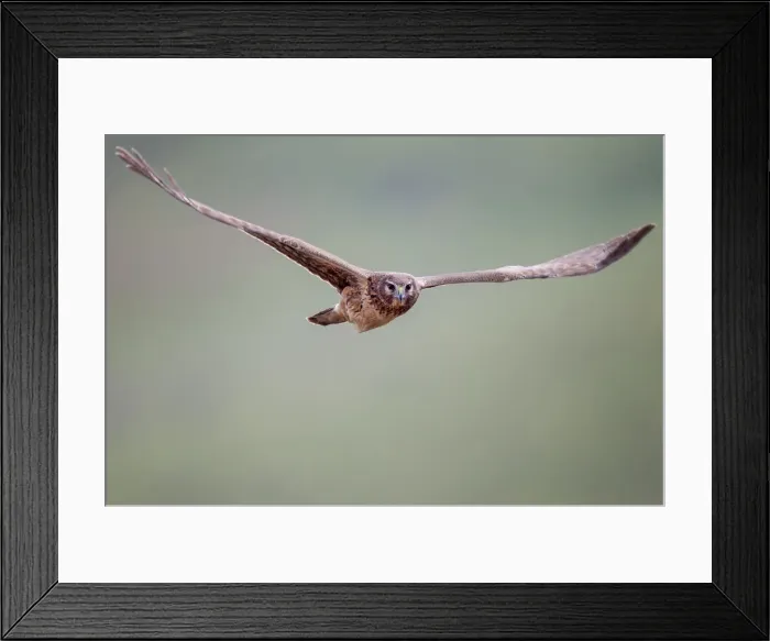 Framed Print : Northern Harrier Framed Print : Northern Harrier