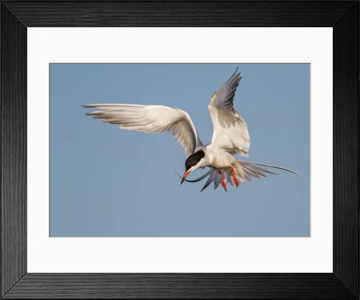 Framed Print : Forsters Tern on flight