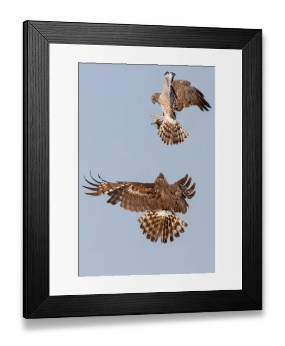 Framed Print : Northern harrier food exchange Framed Print : Northern harrier food exchange