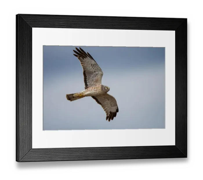 Framed Print : Northern Harrier Framed Print : Northern Harrier