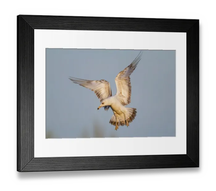 Framed Print : Gull. California Gull Framed Print : Gull. California Gull
