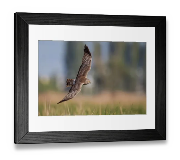 Framed Print : Northern harrier on flight Framed Print : Northern harrier on flight