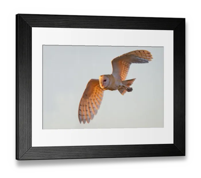 Framed Print : Barn Owl Framed Print : Barn Owl