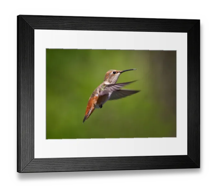 Framed Print : Hummingbird Framed Print : Hummingbird