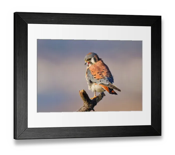 Framed Print : Kestrel. American kestrel Framed Print : Kestrel. American kestrel