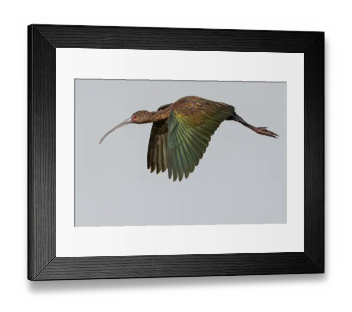 Framed Print : White-faced Ibis Framed Print : White-faced Ibis