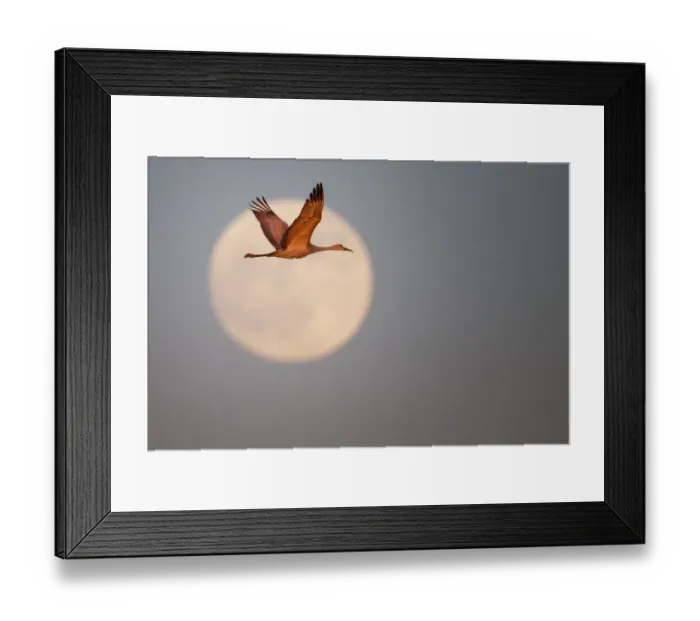 Framed Print : Sand hill crane Framed Print : Sand hill crane