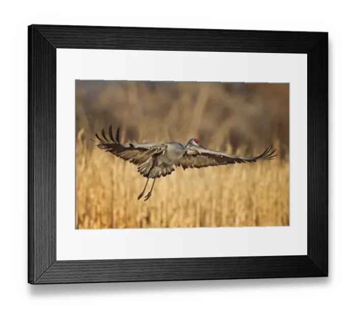 Framed Print : Sandhill Crane Framed Print : Sandhill Crane