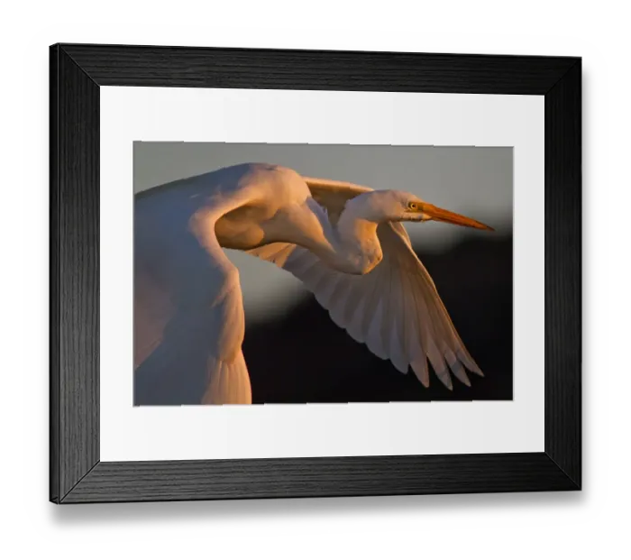 Framed Print : Egret bird at sunset