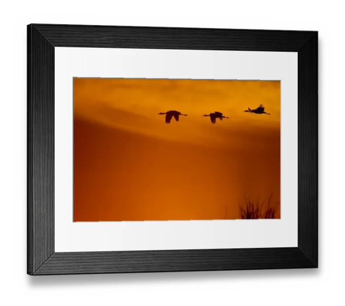 Framed Print : Sandhill at golden sunrise Framed Print : Sandhill at golden sunrise