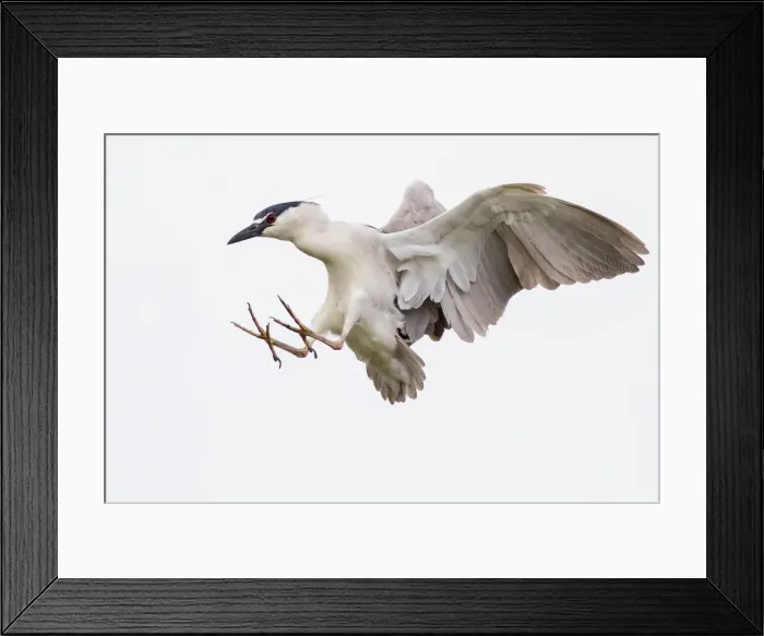 Framed Print : Black crowned night heron Framed Print : Black crowned night heron