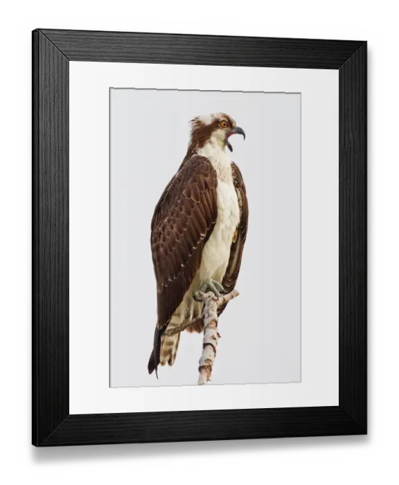 Framed Print : Osprey sitting on branch Framed Print : Osprey sitting on branch