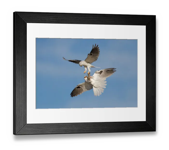 Framed Print : White-tailed Kite food exchange Framed Print : White-tailed Kite food exchange