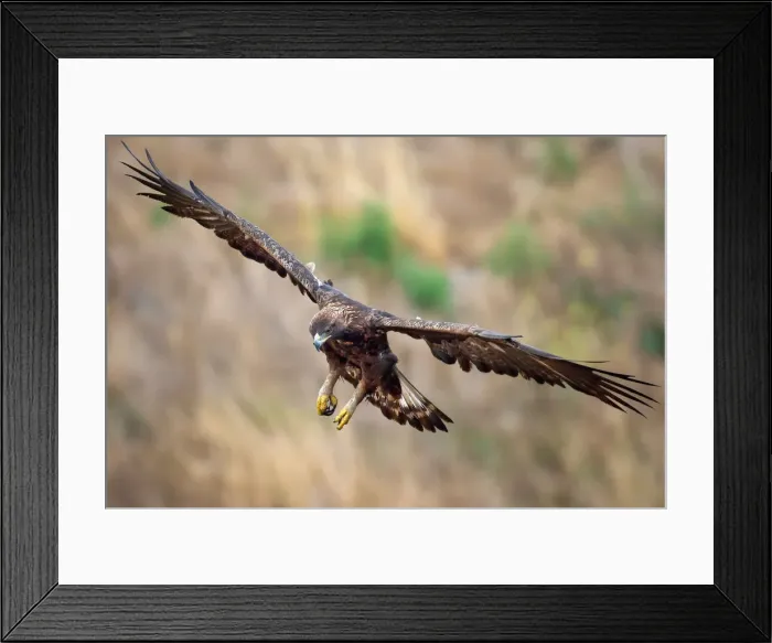 Framed Print : Golden Eagle Framed Print : Golden Eagle